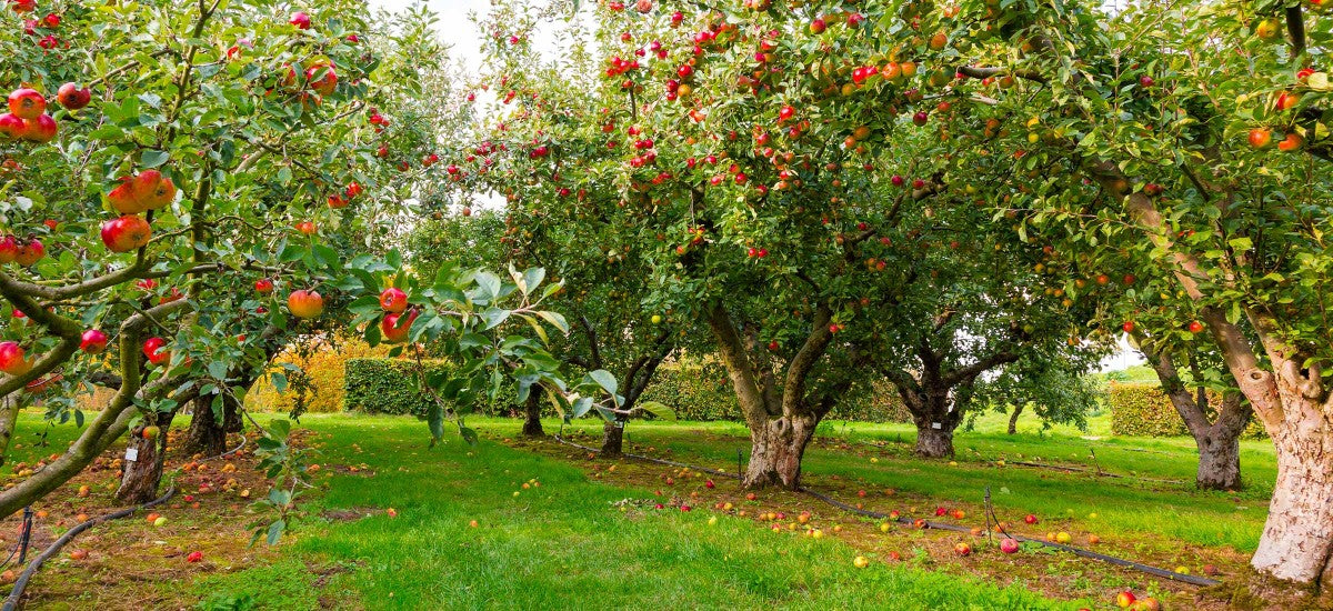 Arboriculture : aide à la plantation de pommiers à cidre