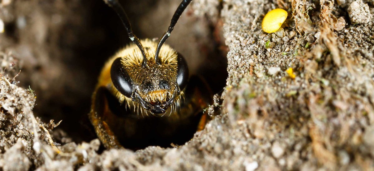 Apiculture : aide aux exploitations apicoles en difficulté