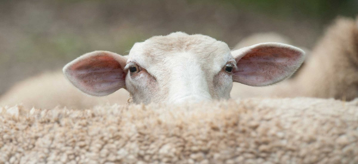 Élevages ovins et bovins : lutte contre la fièvre catarrhale ovine