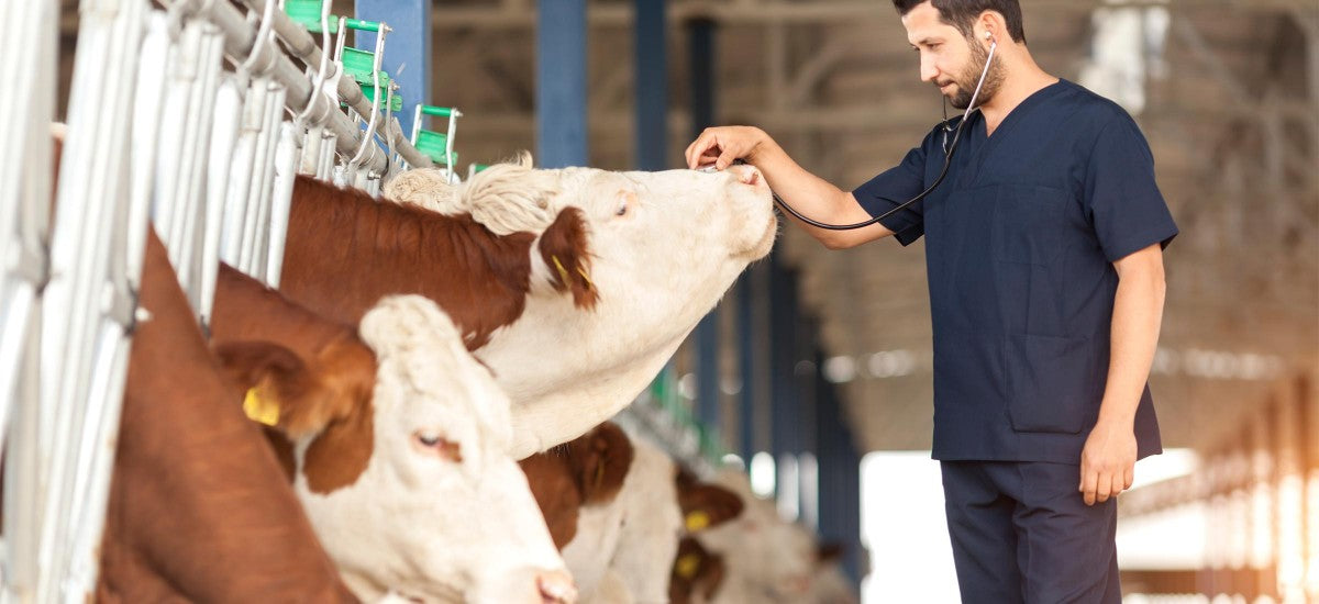 Élevages bovins et ovins : lutte contre la MHE