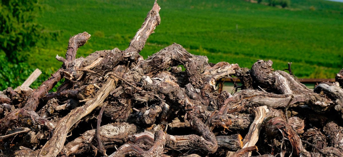 Viticulture : aide à l'arrachage de vignes