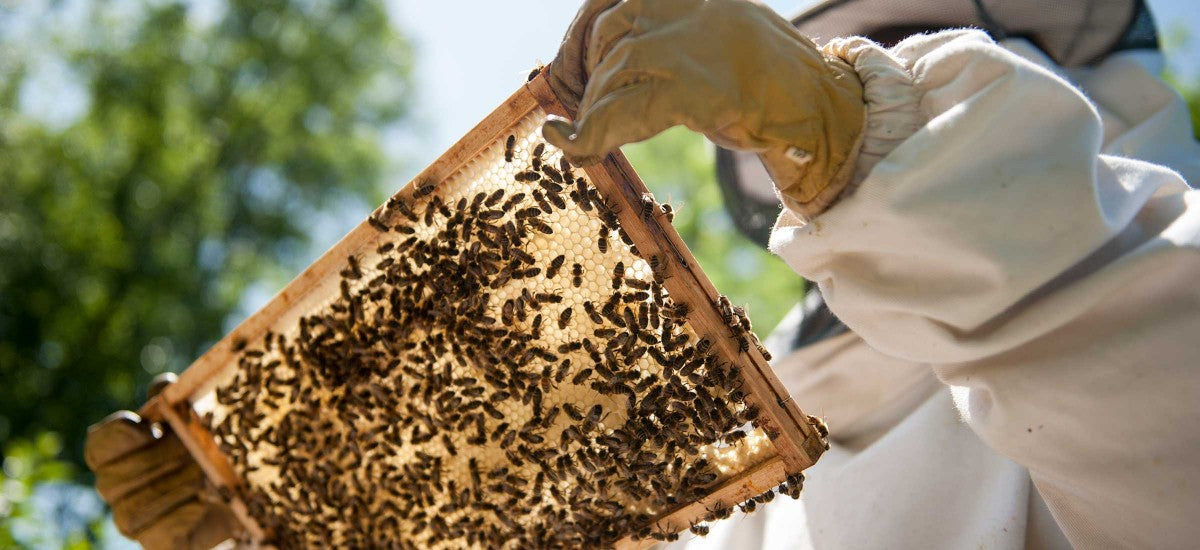 Apiculture : déclaration annuelle des ruches