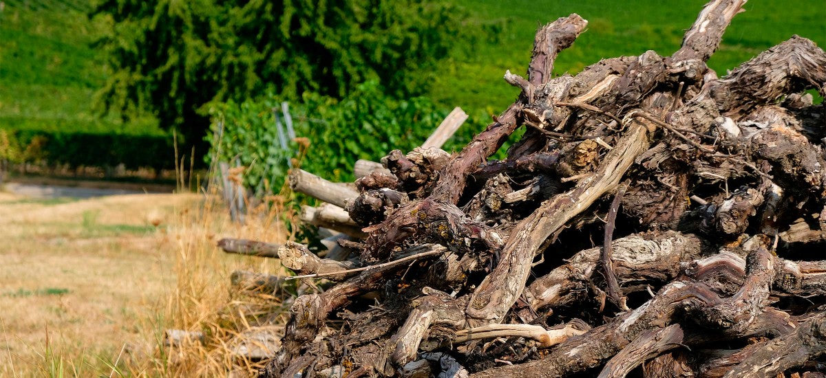 Viticulture : l'aide à l'arrachage de vignes peut être demandée