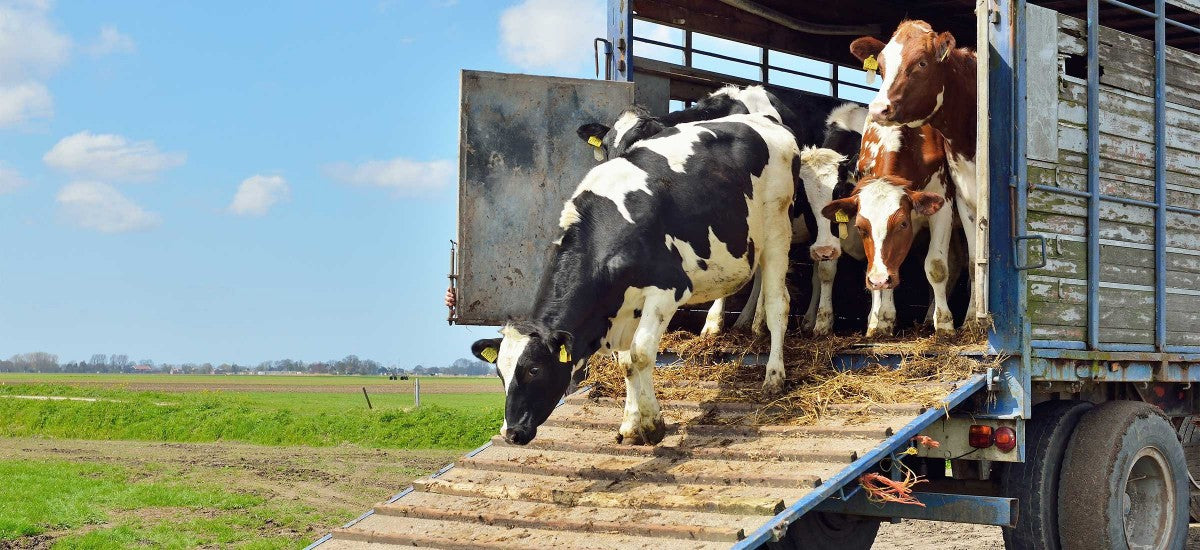 Élevages bovins et ovins : conditions de transport des animaux quittant la zone régulée